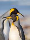 King penguin adults courtship display. South America, Falkland Islands, Saunders Island Art Print